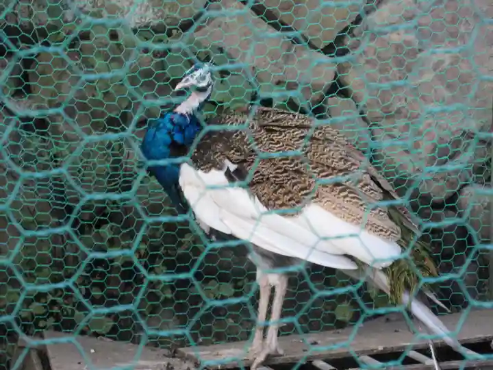 粉河産土神社(たのもしの宮)の動物