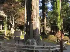 河口浅間神社の自然