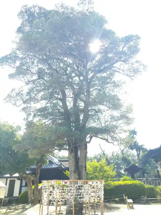 阿智神社の自然