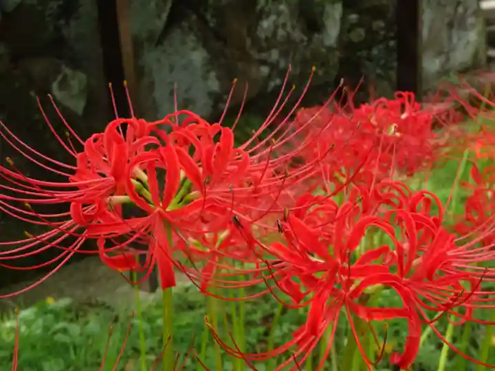 横浜 西方寺の自然