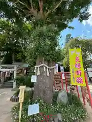 川越八幡宮(埼玉県)