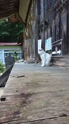 修那羅山安宮神社の動物