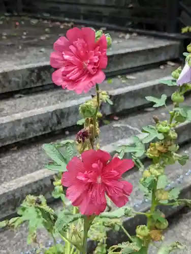 行願寺（革堂）の自然