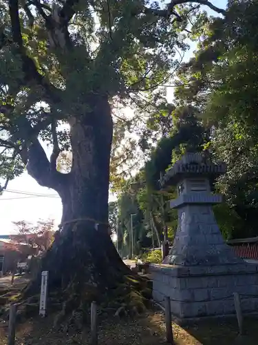薦神社(大分県)