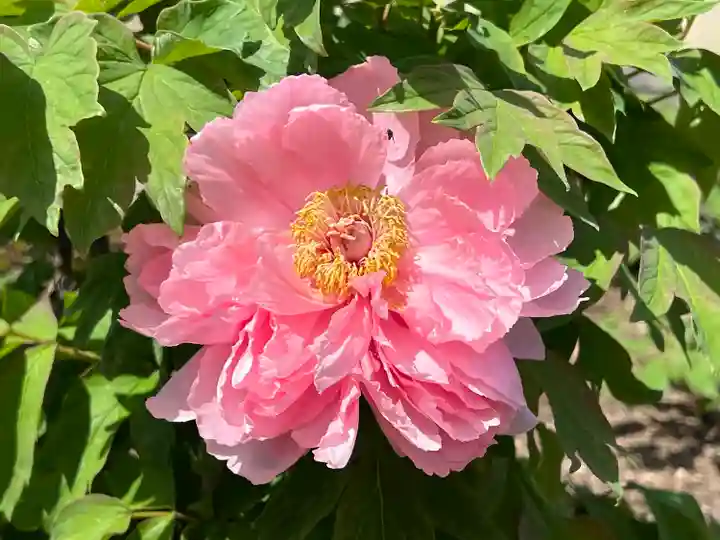 真言宗 善通寺派 薬王寺の自然