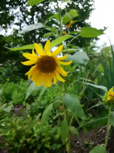 士別神社の自然