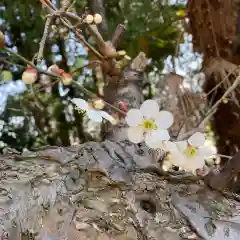 豊景神社の自然