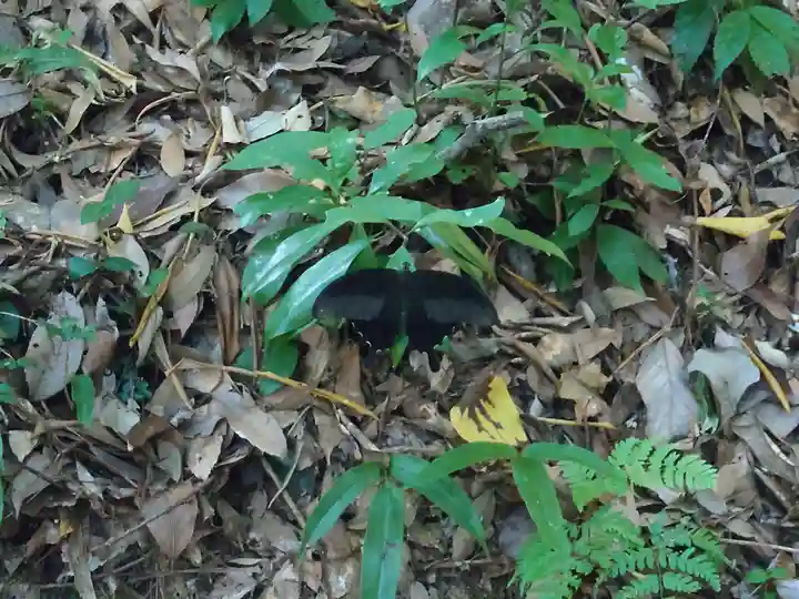 宇佐神宮(大分県)