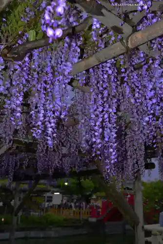 亀戸天神社(東京都)