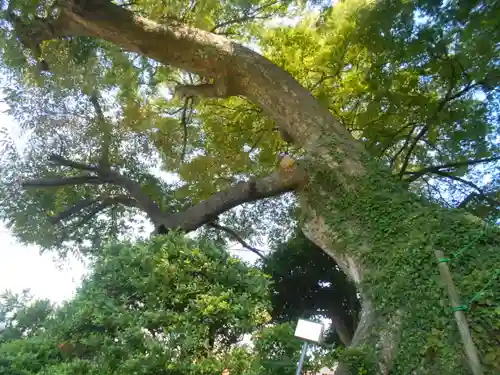 六代山不動院の自然