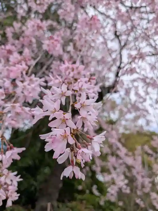 阿佐ヶ谷神明宮(東京都)