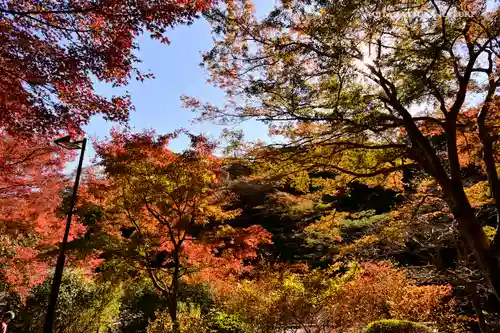 高尾山薬王院の自然