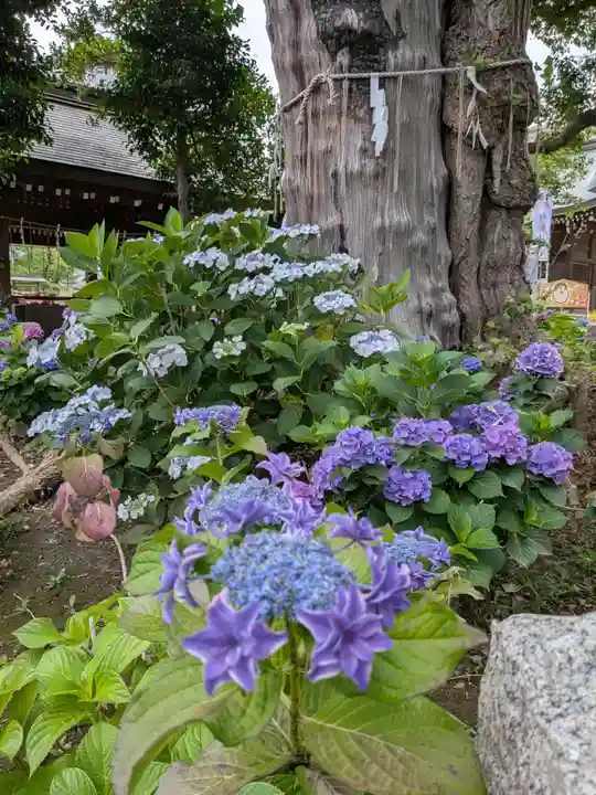 磐井神社(東京都)