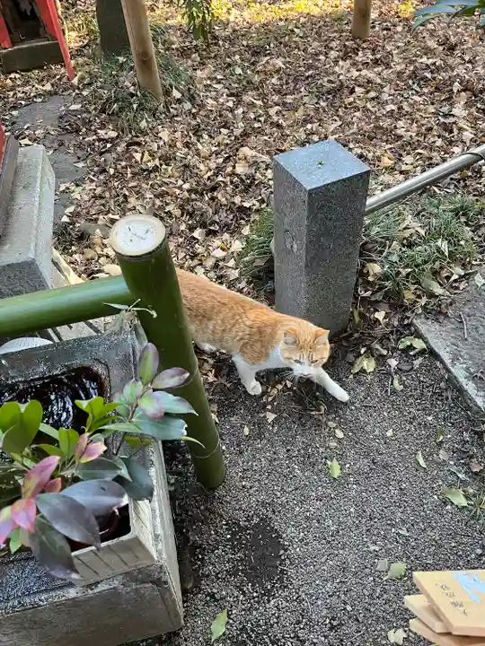 冠稲荷神社の動物