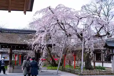 平野神社(京都府)