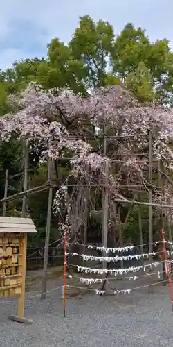 近江神宮のおみくじ