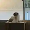下野大師華蔵寺の動物