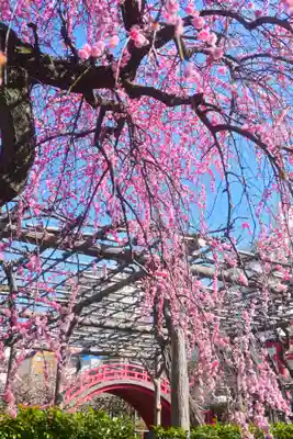 亀戸天神社(東京都)