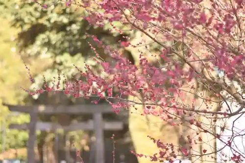 渋谷氷川神社の自然