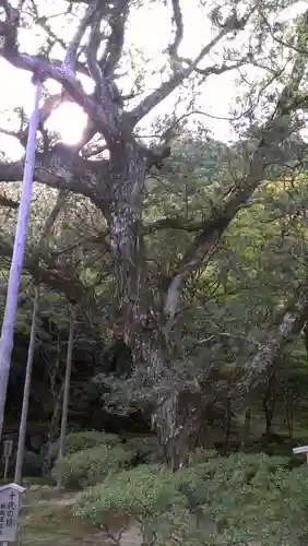 慈照寺（慈照禅寺・銀閣寺）の自然