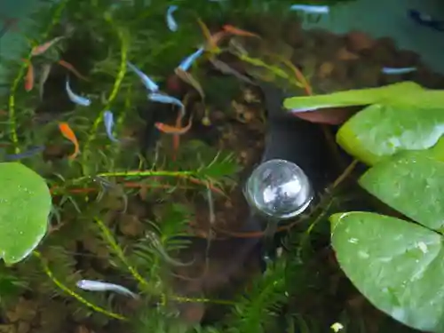 岡寺（龍蓋寺）の動物