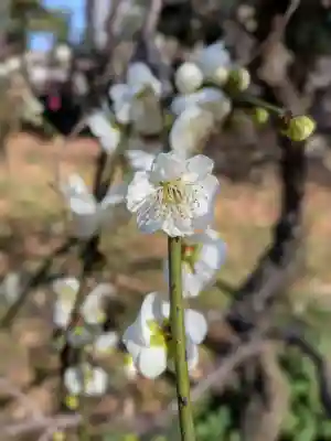 布多天神社(東京都)