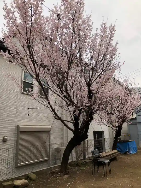 牛込柳町天祖神社の自然