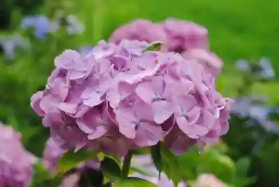 二本松寺(茨城県)