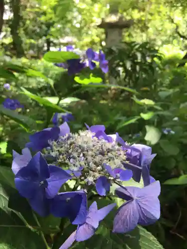 観蔵院 曼荼羅寺の自然