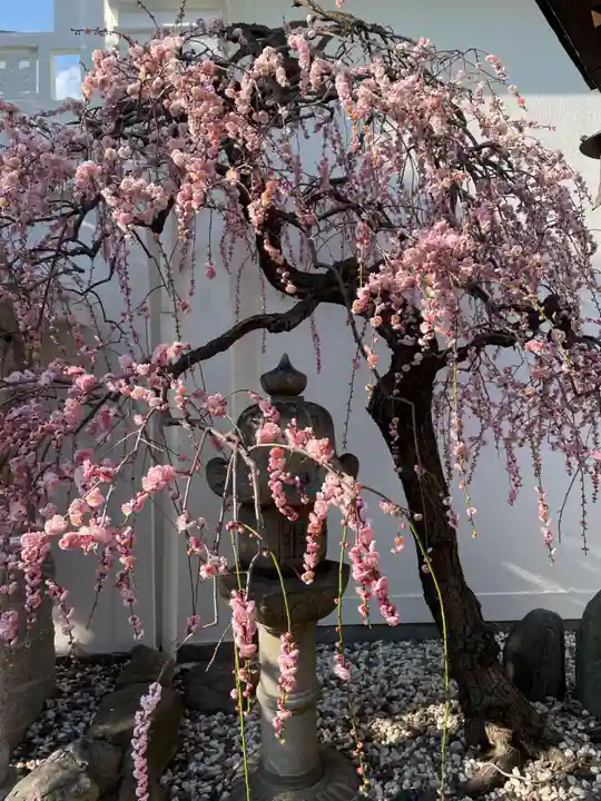 本壽寺(本寿寺)(兵庫県)