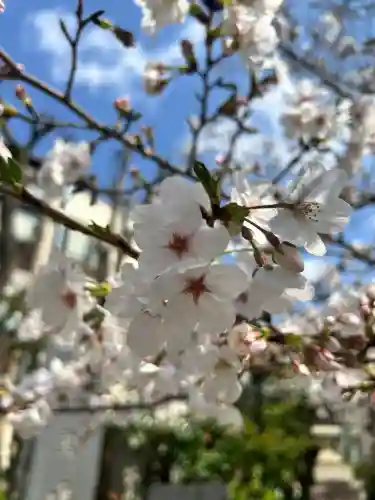 鳩森八幡神社の自然