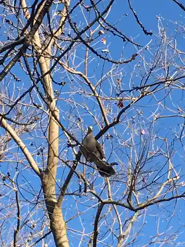 天沼八幡神社の動物