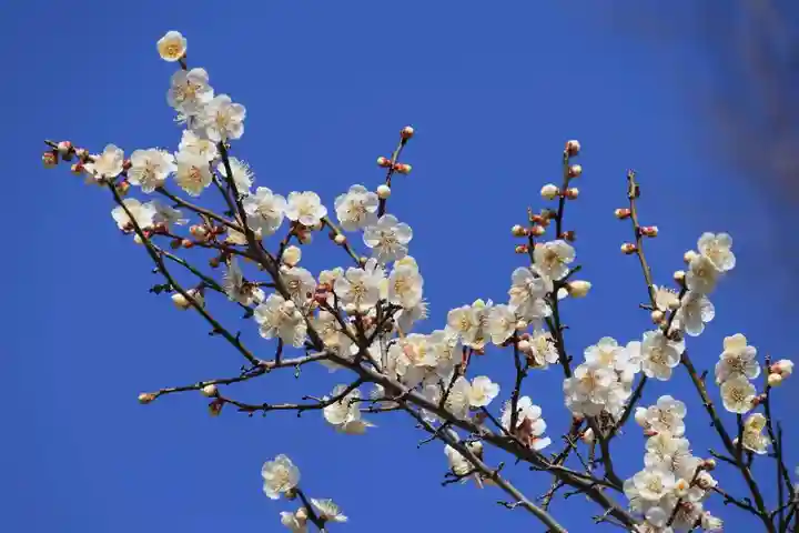 阿久津「田村神社」(郡山市阿久津町)旧社名:伊豆箱根三嶋三社の庭園