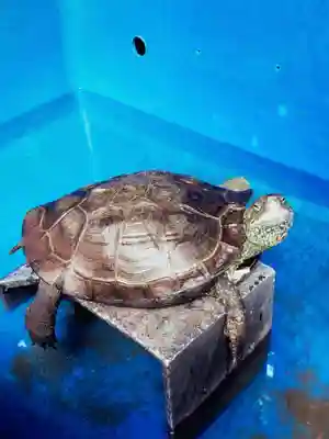 下谷神社(東京都)