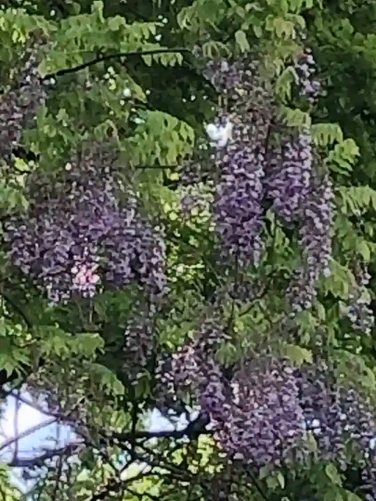 糀谷八幡宮の自然