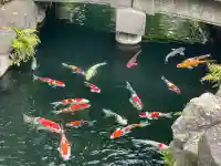 浅草寺の動物