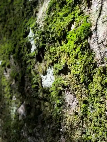 諏訪大社(長野県)