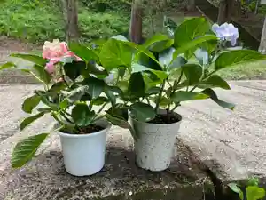 大宮温泉神社(栃木県)(2022年06月14日(火) 08時08分14秒投稿)