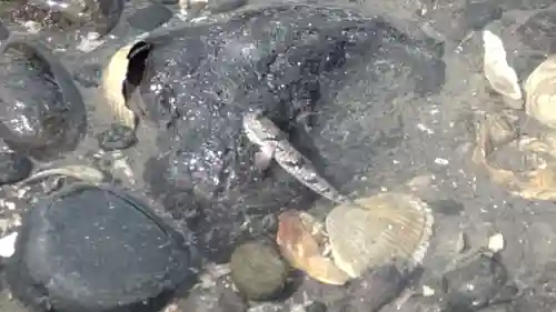 大魚神社の自然