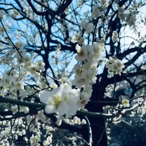 湯島天満宮の自然