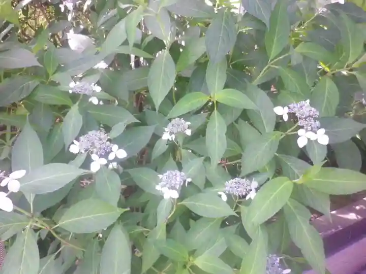 浄光明寺の自然