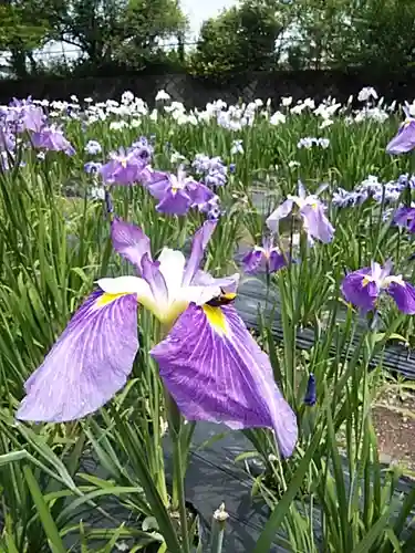 伊佐須美神社の自然