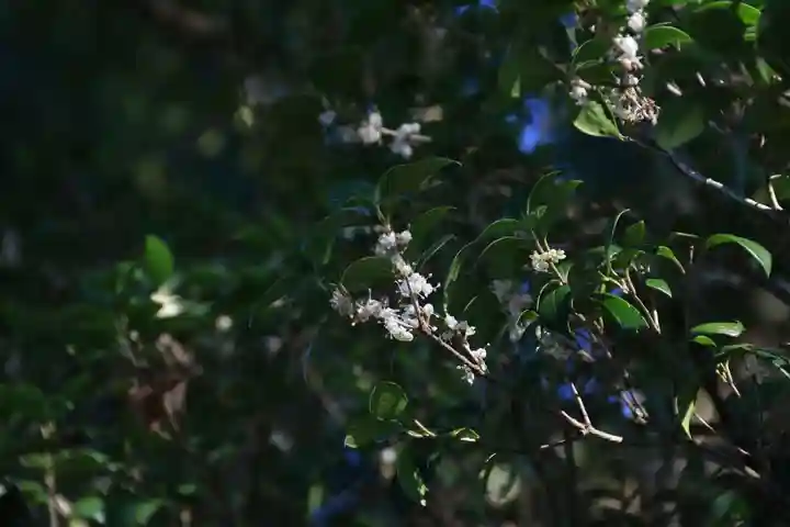 阿久津「田村神社」(郡山市阿久津町)旧社名:伊豆箱根三嶋三社の自然