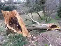 射水神社の自然