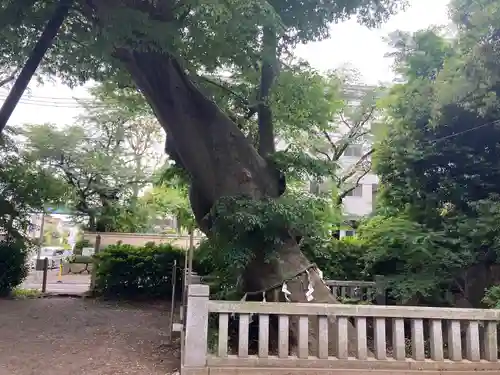 青渭神社の自然