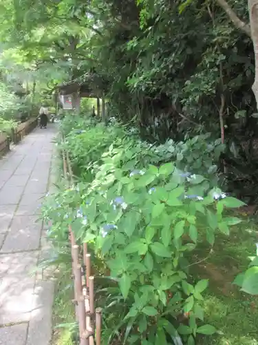 安國論寺（安国論寺）の庭園