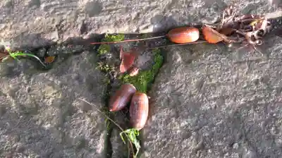 見日神社の自然