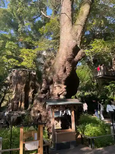 來宮神社(静岡県)