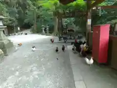 石上神宮の動物