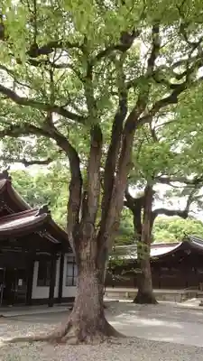 明治神宮(東京都)